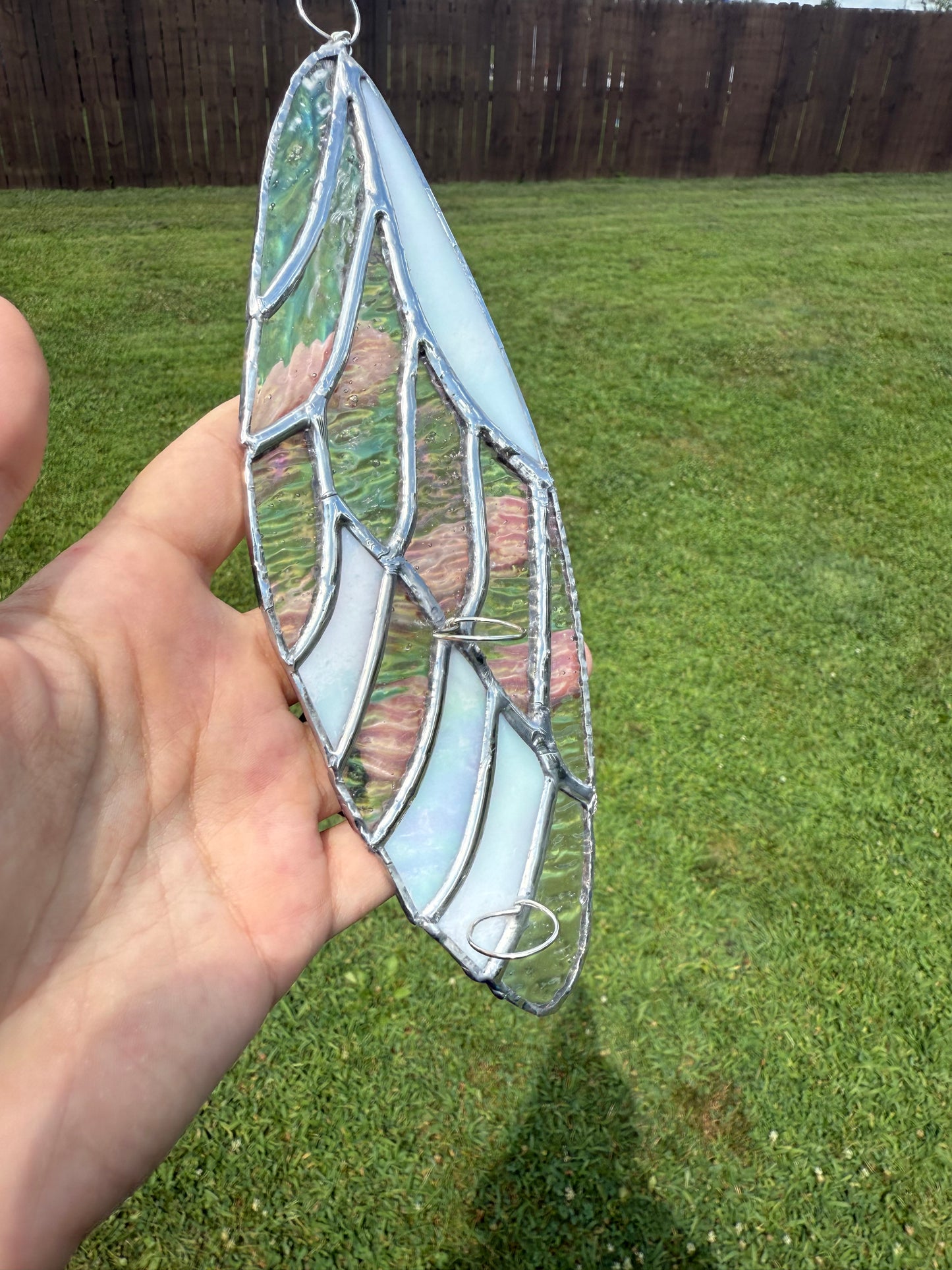 Angel Wing Stained Glass Plant Propagation